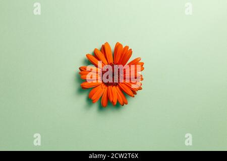 Orange gerbera daisy flower on green background. top view, copy space Stock Photo