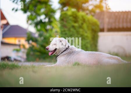 Thai dog lying on the green grass waiting for something Stock Photo