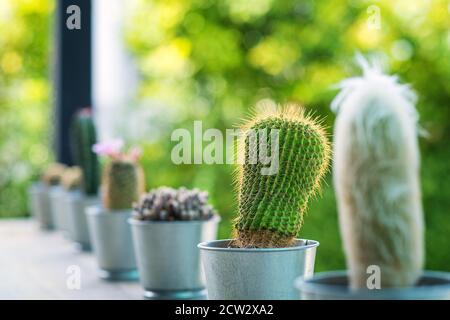 Close up of globe shaped cactus with long thorns whit blur background Stock Photo