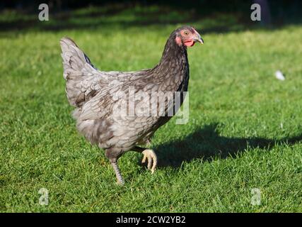 Hen and green grass - free range chicken - one Stock Photo