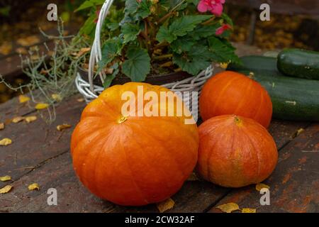 Garden table with pumpkin and yellow birch leaves. Autumn crops. September in the garden. Pumpkin soup. Helloween decoration. White wicker basket. Stock Photo