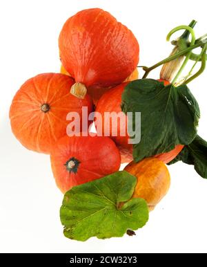 2 Hokkaido Pumpkins isolated on white background Stock Photo - Alamy