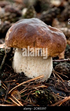 Beautiful fresh pine bolete (Boletus pinophilus) growing in the forest ...