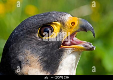 Peregrine Falcon, falco peregrinus, Portrait of Adult calling Stock Photo