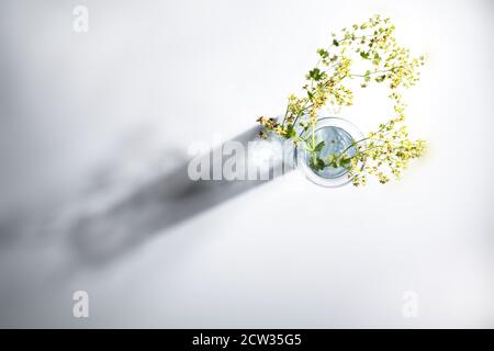 Flowers from lady's mantle (Alchemilla) in a glass vase with a long shadow on a gray background, abstract photography with copy space, high angle view Stock Photo
