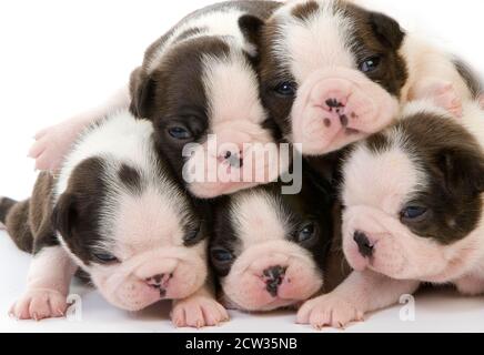 Boston Terrier Dog, Pups against White Background Stock Photo - Alamy