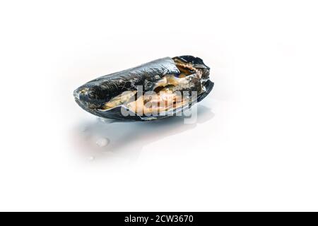 Spoiled blue mussel with destroyed shell, not fit for human consumption, isolated on a white background, copy space, selected focus Stock Photo