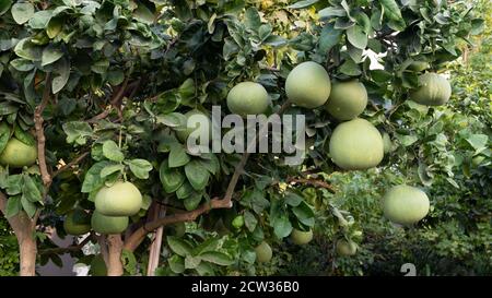 Pomelo trees with full of fruits Stock Photo