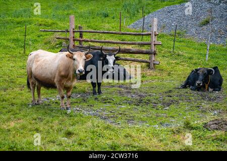 Yaks in a Tibetan ranch, in Sichuan, China. Stock Photo