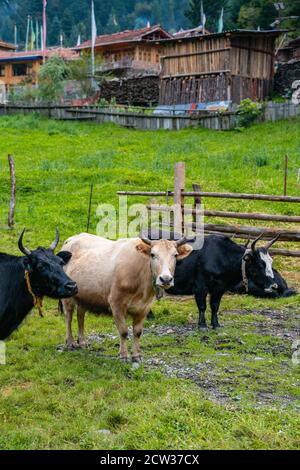 Yaks in a Tibetan ranch, in Sichuan, China. Stock Photo