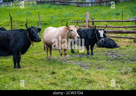 Yaks in a Tibetan ranch, in Sichuan, China. Stock Photo