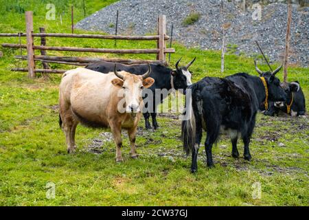 Yaks in a Tibetan ranch, in Sichuan, China. Stock Photo