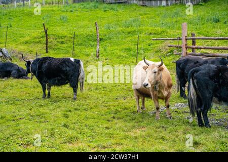 Yaks in a Tibetan ranch, in Sichuan, China. Stock Photo