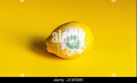 Yellow spoiled lemon with mold on a yellow background Stock Photo