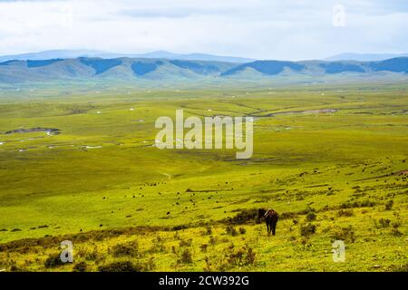 The vast grassland in Ruoergai Grassland, in the north part of Sichuan province, in China. Stock Photo