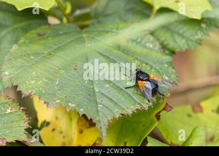 Noon fly, or noonday fly (Mesembrina meridiana) Medium large black shiny fly with orange colour color at base of wings on the feet and face. Stock Photo