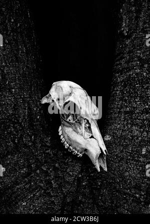 A deer skull resting on a tree trunk in high contrast black and white. Stock Photo