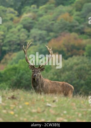 red deer stag portrait in autumn