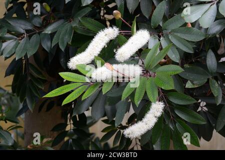 Clusters of tiny white scented flowers on Cunonia capensis Butterspoon tree red alde rBotanical Garden of Wales Carmarthenshire Wales UK Stock Photo