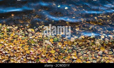 Autumn leaves that lie along the edge of the Swedish valley river Stock Photo