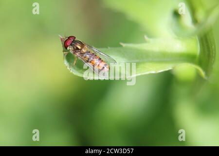 Orange and black stripy male Marmalade Hoverfly, Episyrphus balteatus resting on a green leaf, green diffused background Stock Photo