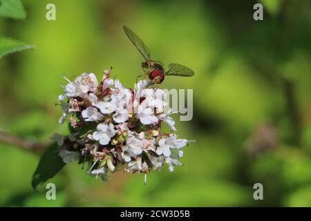 Orange and black striped male Marmalade hoverfly, Episyrphus balteatus, on white flowers, close-up, on a green diffused background Stock Photo