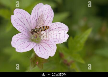 Black and orange banded female Marmalade Hoverfly, Episyrphus balteatus, on a pink cranesbill geranium flower, close up above view, green background Stock Photo