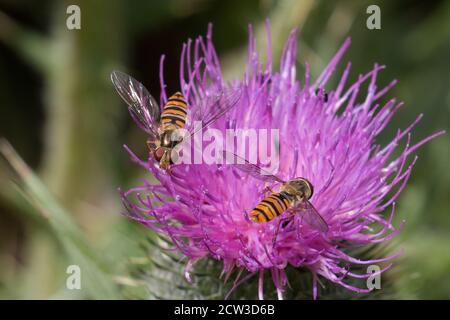Two female stripy black and orange Marmalade Hoverflies, Episyrphus balteatus, on a purple thistle flower, close up view from above Stock Photo