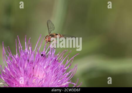 Orange and black striped Marmalade Hoverfly, Episyrphus balteatus, on a purple thistle flower with open wings, close up, blurred green background Stock Photo