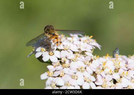 Orange and black banded male Marmalade hoverfly, Episyrphus balteatus, on white hogweed flowers, close-up, on a green background Stock Photo