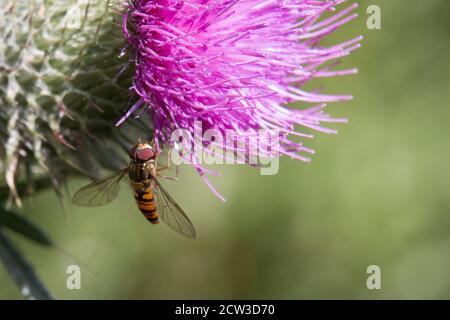Orange and black striped male Marmalade Hoverfly, Episyrphus balteatus, on an orange flower petal, view from above, close up, blurred green background Stock Photo