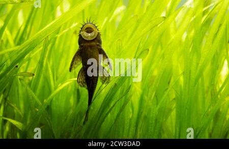 Ancistrus species longfin Bushymouth catfish on aquarium glass Stock Photo