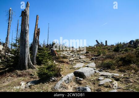 The hiking trail made of stones at Šumava national park in Czech Republic. The forest is damaged by the hurricane and left to revitalize naturally. Stock Photo