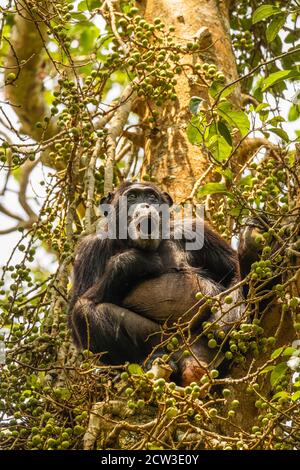 Common Chimpanzee ( Pan troglodytes schweinfurtii) sitting in a tree yawning, Kibale Forest National Park, Rwenzori Mountains, Uganda. Stock Photo