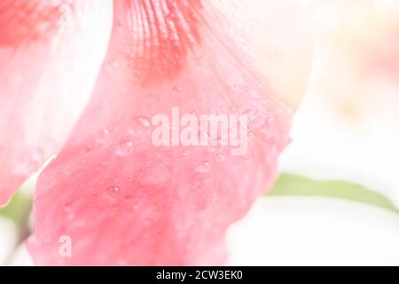 Abstract background dewdrop on the flower petals with blurred Stock Photo