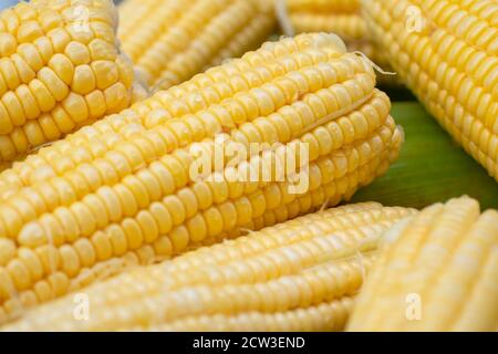 Group sweet corn and water drop on the table. Full frame of freshness maize. Peeled raw corn is grain useful, ready to cook. Stock Photo