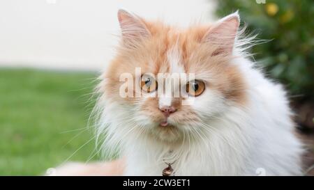 Close-up the face of a Persian cat is staring in the lawn. Stock Photo