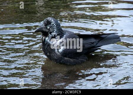 Sydney Australia, corvus coronoides also known as Australian raven ...