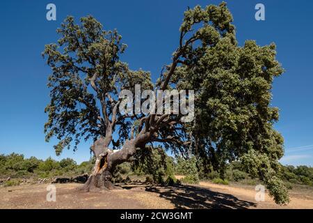 Carrasca de Valderromán, Quercus ilex,  Soria,  comunidad autónoma de Castilla y León, Spain, Europe Stock Photo