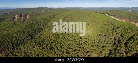 repoblacion de bosque de pino silvestre , Pinus sylvestris,Navaleno, Soria, Comunidad Autónoma de Castilla, Spain, Europe Stock Photo