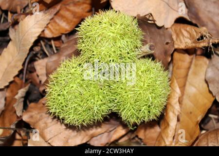Sweet Chestnut Castanea sativa - spiky seed case Stock Photo