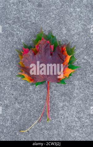 Leaves of varying colours from green through to dark red or brown, the colours of fall or autumn, changing seasons, England UK. Norway maple leaves Stock Photo