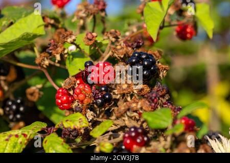 Red and black blackberries growing on a bush in the countryside Stock Photo