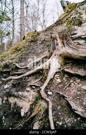 A forest with a stump from a large tree with long convex roots. Stock Photo