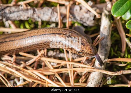 Slowworm, (Anguis fragilis), Glen Tanar, Aberdeeshire, Scotland, UK Stock Photo