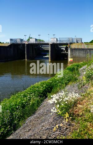 Oxeye daisies (Leucanthemum vulgare) and flood barrier across River Medway near Leigh upstream of Tonbridge, Kent, England Stock Photo