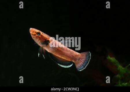 Betta albimarginata from Indonesia Stock Photo