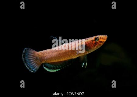 Betta albimarginata from Indonesia Stock Photo