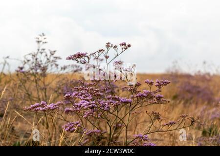 Limonium vulgare or Common Sea Lavender, Marsh Rosemary in dry autumn field close-up sunny Ukraine Stock Photo