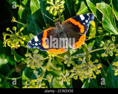 Red Admiral on Ivy Stock Photo